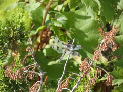 Libellula pulchella