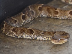 Xenodon rabdocephalus