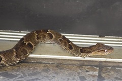 Xenodon rabdocephalus
