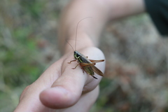 Roeseliana roeselii