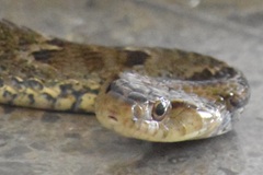 Xenodon rabdocephalus