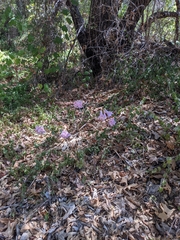 Amaryllis belladonna