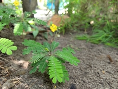 Biophytum sensitivum