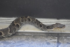 Xenodon rabdocephalus