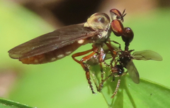 Holcocephala