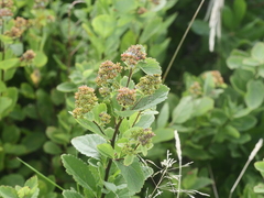 Spiraea alba