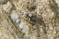 Salticus