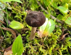 Lactarius lignyotus