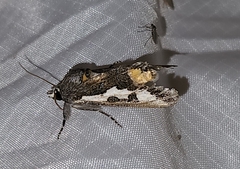 Euscirrhopterus gloveri