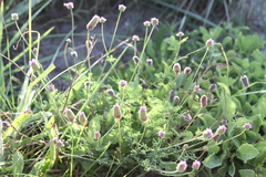 Dalea emarginata