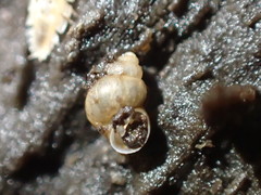 Pyrgulopsis