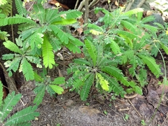 Biophytum sensitivum