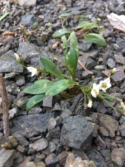 Claytonia multiscapa pacifica