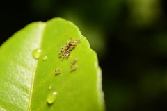 Tapinoma melanocephalum