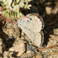 Plebejus anna