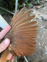 Xiphorhynchus guttatus