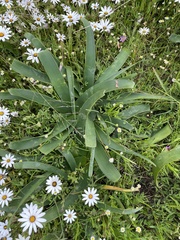 Ammocharis longifolia