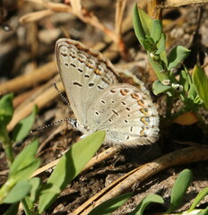 Plebejus anna