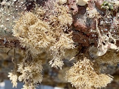 Corallina officinalis