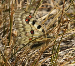 Parnassius smintheus