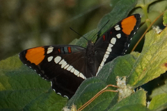 Adelpha californica