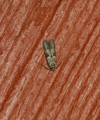 Blastobasis glandulella