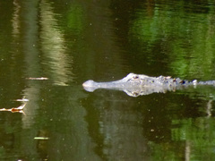 Alligator mississippiensis