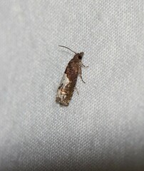 Eucosma parmatana