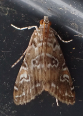 Elophila gyralis