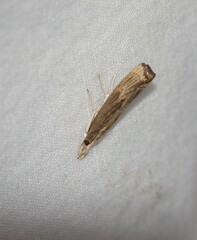 Parapediasia teterrellus