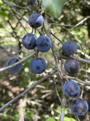 Prunus spinosa