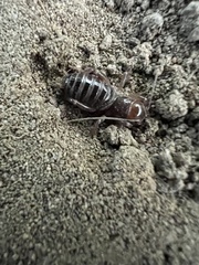 Ammopelmatus