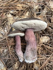 Tylopilus