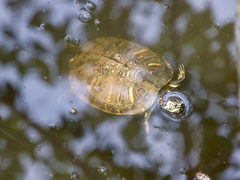 Trachemys scripta scripta