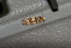 Eucopina tocullionana