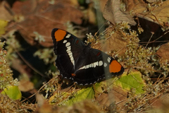 Adelpha californica