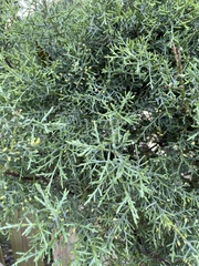Cupressus
