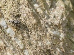 Salticus