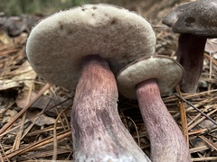 Tylopilus