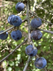 Prunus spinosa
