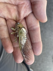 Megatibicen dealbatus