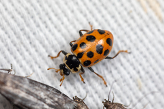 Hippodamia tredecimpunctata