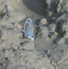 Plebejus