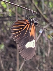 Heliconius