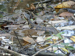 Agkistrodon piscivorus