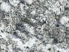 Cicindela duodecimguttata