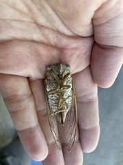 Megatibicen dealbatus