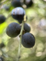Prunus spinosa