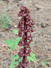 Pterospora andromedea