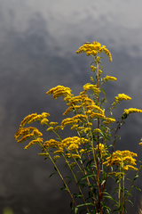 Solidago juncea